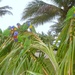 ' Lorikeet ' Palm Tree ? by happysnaps