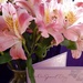 47th Wedding Anniversary Flowers by bjywamer