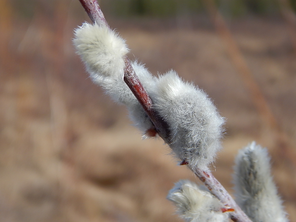 Pussy Willow by bjywamer