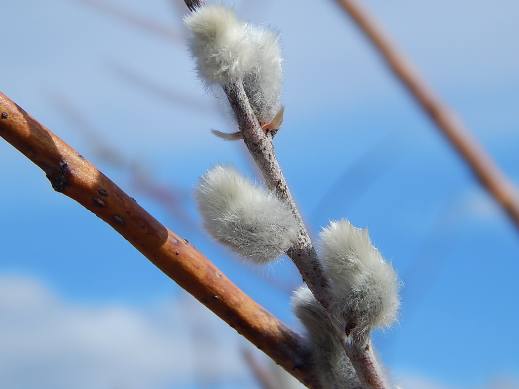Pussy Willow Closeup by bjywamer