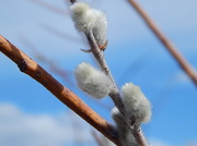 27th Apr 2014 - Pussy Willow Closeup