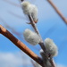 Pussy Willow Closeup by bjywamer