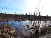 27th Apr 2014 - Alaskan Spring Landscape