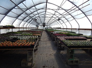 28th Apr 2014 - Holm Town Greenhouse