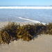 Seaweed by leestevo