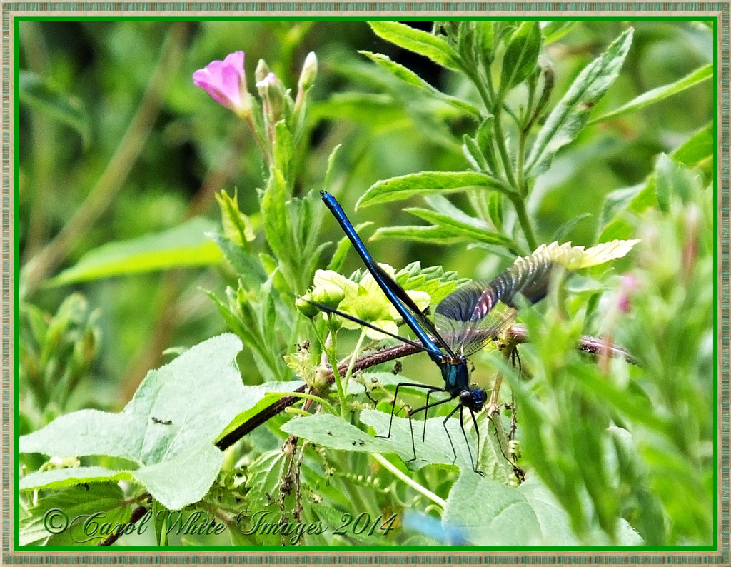 Black-Winged Damselfly(male) by carolmw