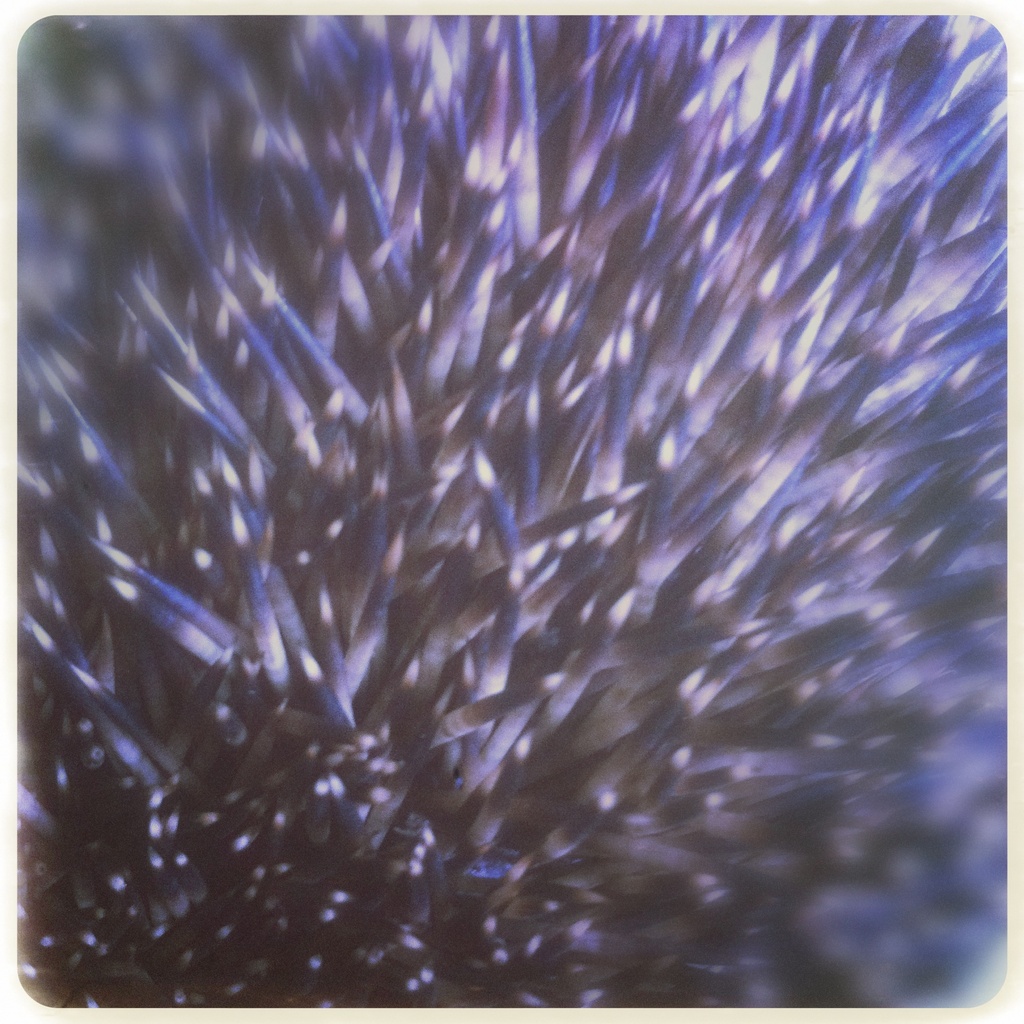 Hedgehog by mastermek
