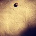 Snail Pace by nicolecampbell