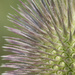 Teasel Close Up  by gardencat