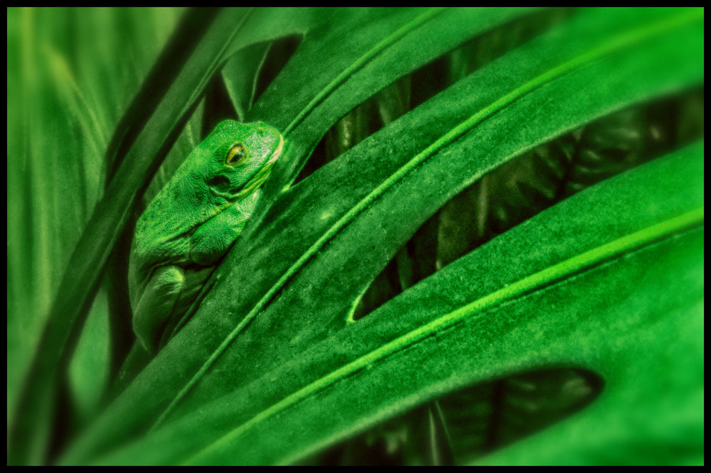 Green Tree Frog by annied