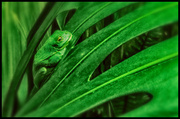 9th Jun 2014 - Green Tree Frog
