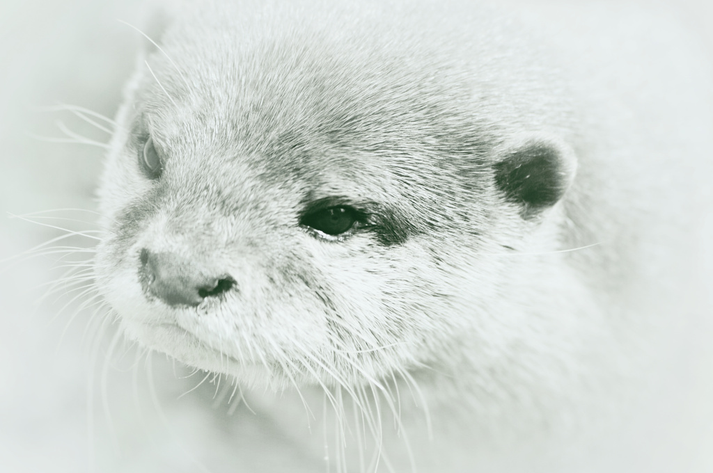 Otter Portrait by darrenboyj