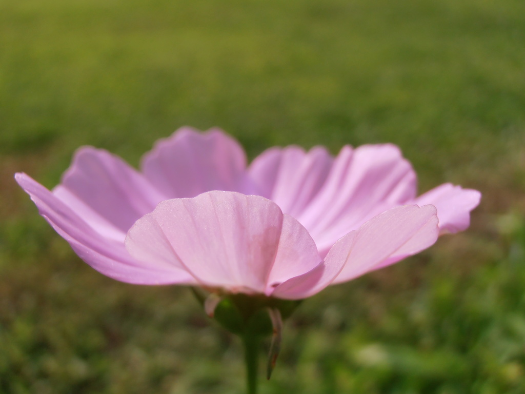 The Cosmos Flower by julie