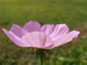 20th Jul 2014 - The Cosmos Flower