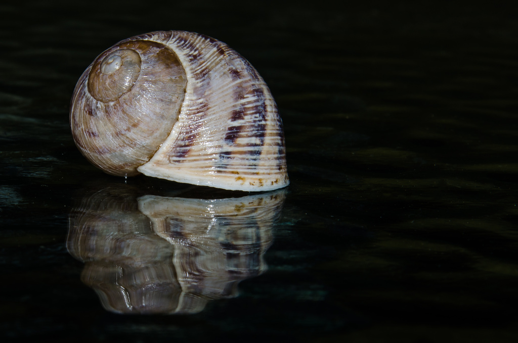 Faded Snail Shell by salza