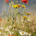 Wild flowers :) by lily