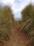 20th Jul 2014 - Walking through the dunes