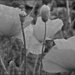 Poppies In Mono by carolmw