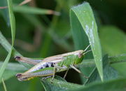 22nd Jul 2014 - meadow grasshopper - Chorthippus parallelus