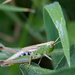 meadow grasshopper - Chorthippus parallelus by jantan