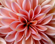 22nd Jul 2014 - Dahlia Imperfection