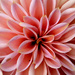 Dahlia Imperfection by phil_howcroft