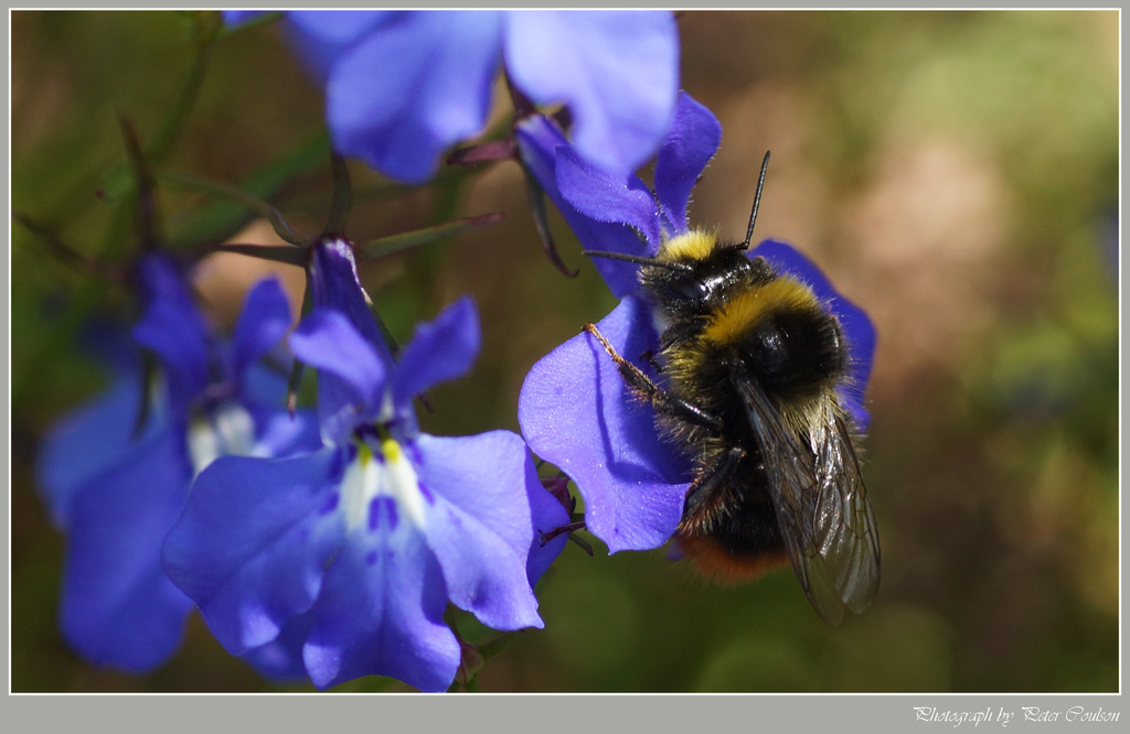 Bee Chasing  by pcoulson