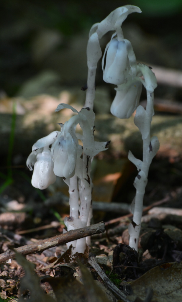 Indian Pipes by jayberg