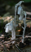 22nd Jul 2014 - Indian Pipes