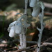 Indian Pipes by jayberg