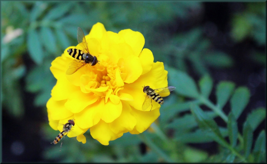 Marigold's Accessories Matching Yellow Garden Flies by paintdipper
