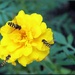 Marigold's Accessories Matching Yellow Garden Flies by paintdipper