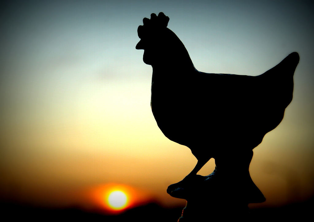 Day 201:  Setting Sun and the Rhode Island Red Trophy by sheilalorson