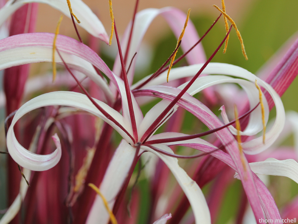 Crinum Lily by rhoing