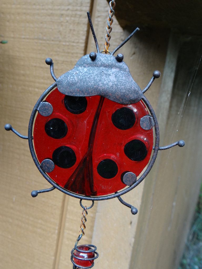Ladybug by brillomick