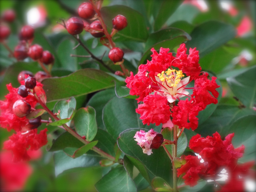 Crimson Crepe Myrtle by khawbecker