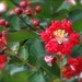 Crimson Crepe Myrtle by khawbecker