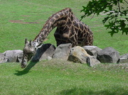 21st Jul 2008 - Cleveland Metroparks Zoo