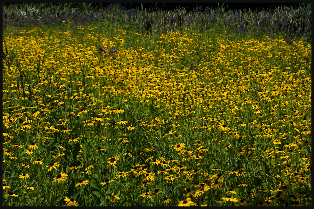 wildflowers by dakotakid35