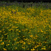 wildflowers by dakotakid35