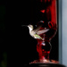 Hummingbird, part 2 by tara11