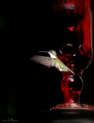 22nd Jul 2014 - Hummingbird!
