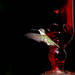 Hummingbird! by tara11