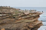 23rd Jul 2014 - Cormorant island