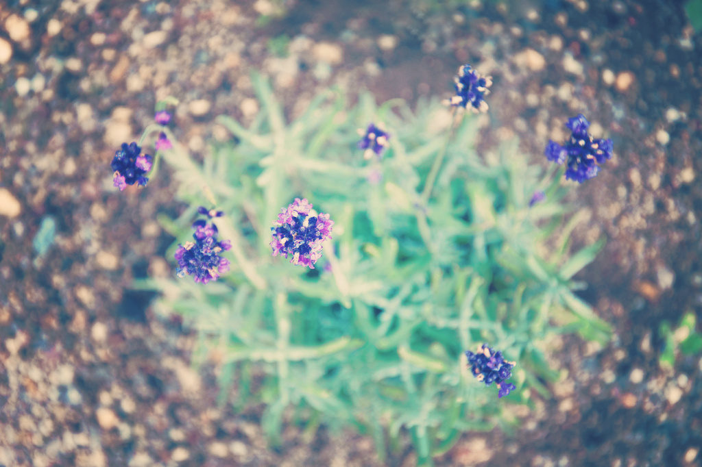 lavender by walia