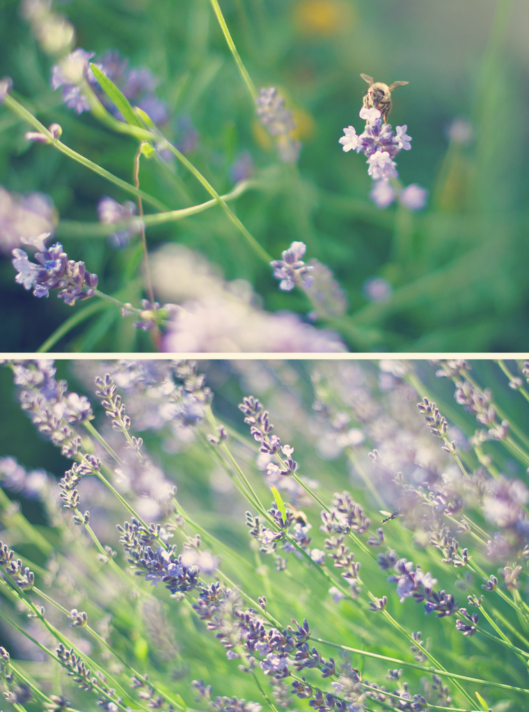 lavender & bee by walia