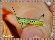 23rd Jul 2014 - Grasshopper.