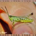 Grasshopper. by ladymagpie