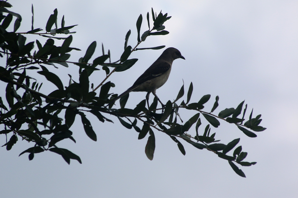 Bird on branch by ingrid01
