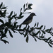 Bird on branch by ingrid01